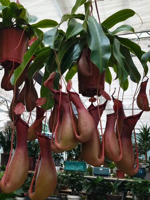 丝苇属植物怎么养殖，丝苇的养殖方法-第8张图片-优品飞百科