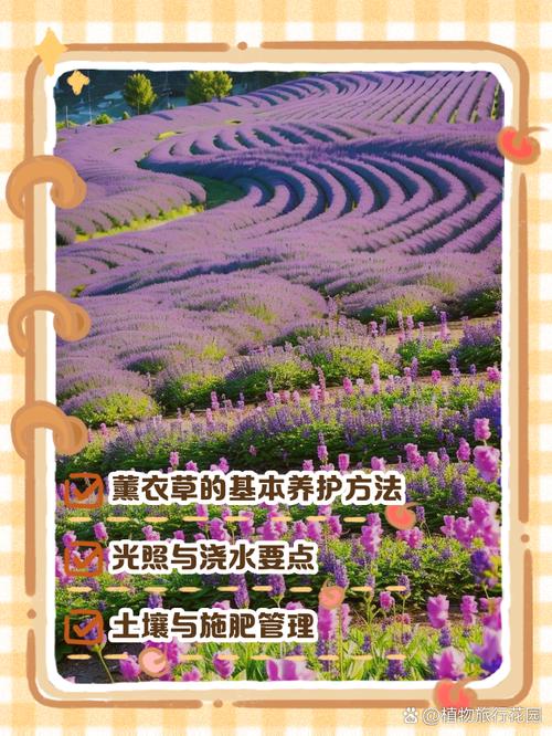 薰衣草夏天怎么浇水，薰衣草夏天怎么浇水施肥？-第2张图片-优品飞百科