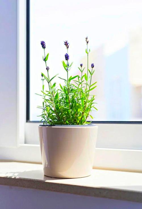 薰衣草夏天怎么浇水，薰衣草夏天怎么浇水施肥？-第3张图片-优品飞百科