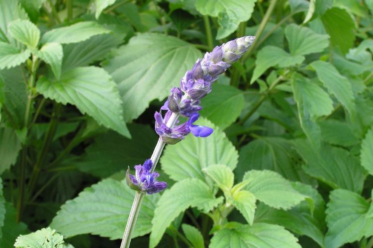 薰衣草夏天怎么浇水，薰衣草夏天怎么浇水施肥？-第7张图片-优品飞百科