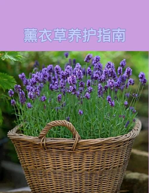 薰衣草夏天怎么浇水，薰衣草夏天怎么浇水施肥？-第8张图片-优品飞百科