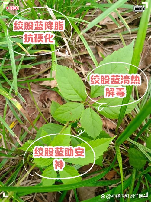 绞股蓝怎么繁殖，绞股蓝怎么繁殖种植