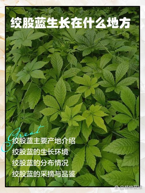 绞股蓝怎么繁殖，绞股蓝怎么繁殖种植-第2张图片-优品飞百科