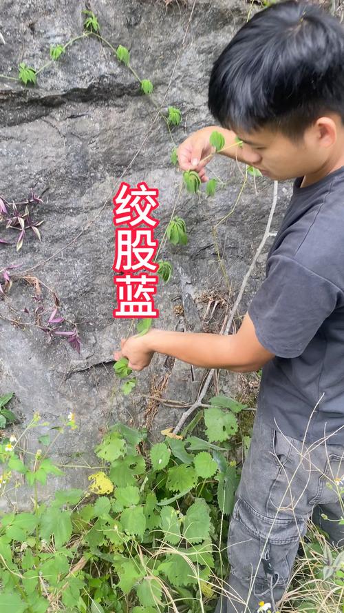 绞股蓝怎么繁殖，绞股蓝怎么繁殖种植-第3张图片-优品飞百科