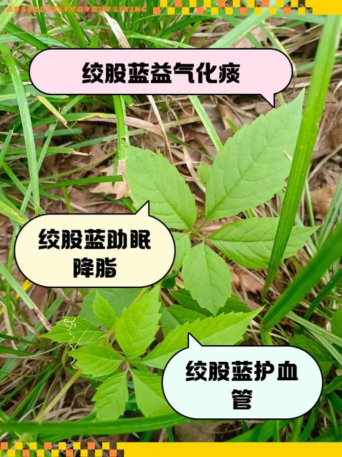 绞股蓝怎么繁殖，绞股蓝怎么繁殖种植-第4张图片-优品飞百科