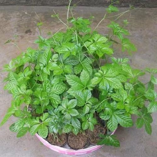 绞股蓝怎么繁殖，绞股蓝怎么繁殖种植-第5张图片-优品飞百科