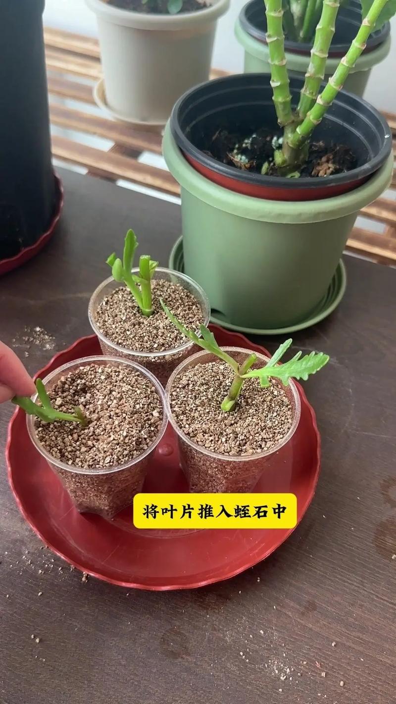 绞股蓝怎么繁殖，绞股蓝怎么繁殖种植-第7张图片-优品飞百科