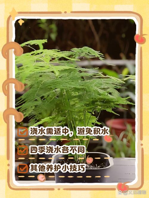 文竹浇水要浇透吗，文竹浇水后可以晒太阳吗