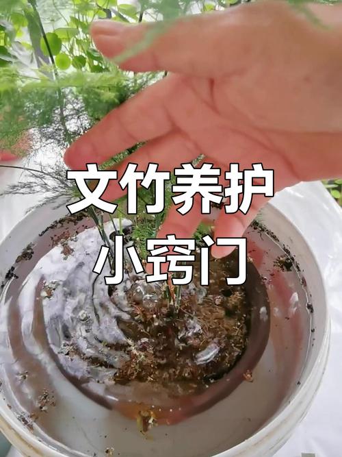 文竹浇水要浇透吗，文竹浇水后可以晒太阳吗-第4张图片-优品飞百科