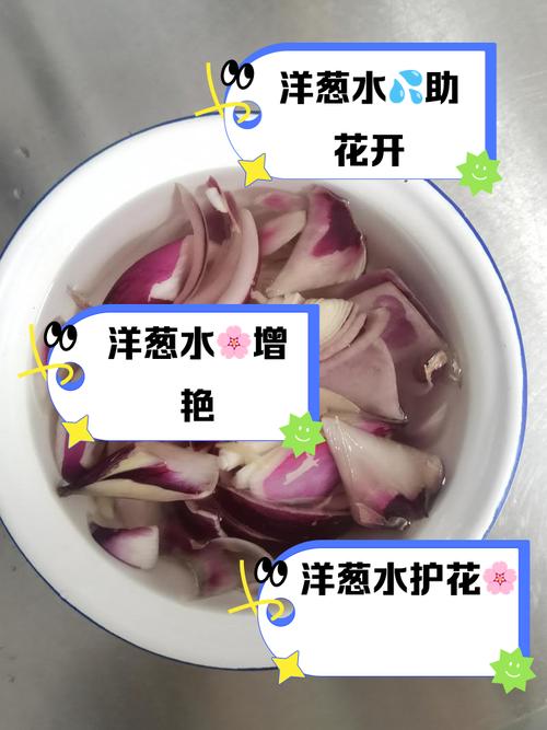 给花喝点洋葱水，养花洋葱水？
