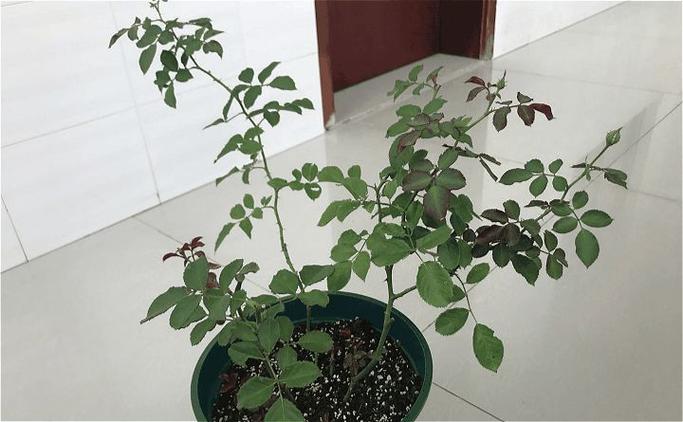 给花喝点洋葱水，养花洋葱水？-第2张图片-优品飞百科