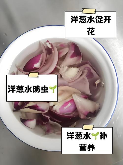 给花喝点洋葱水，养花洋葱水？-第3张图片-优品飞百科
