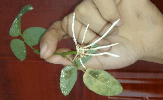 给花喝点洋葱水，养花洋葱水？-第4张图片-优品飞百科