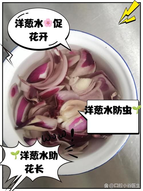 给花喝点洋葱水，养花洋葱水？-第5张图片-优品飞百科