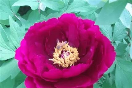 给花喝点洋葱水，养花洋葱水？-第7张图片-优品飞百科