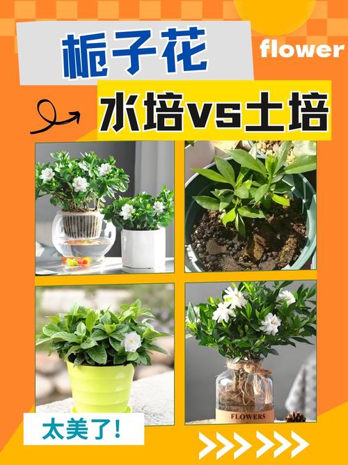 栀子花怎么养？栀子花怎么养才能开花不断？