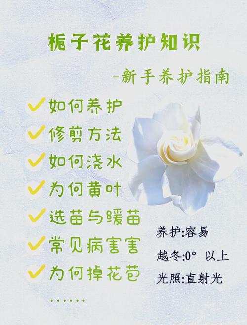 栀子花怎么养?栀子花怎么养才能开花不断?-第2张图片-优品飞百科 栀子花怎么养?栀子花怎么养才能开花不断?-第2张图片-优品飞百科