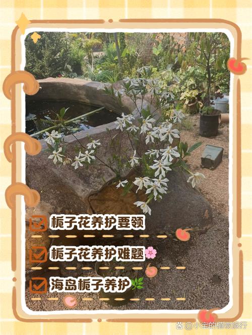 栀子花怎么养?栀子花怎么养才能开花不断?-第3张图片-优品飞百科 栀子花怎么养?栀子花怎么养才能开花不断?-第3张图片-优品飞百科