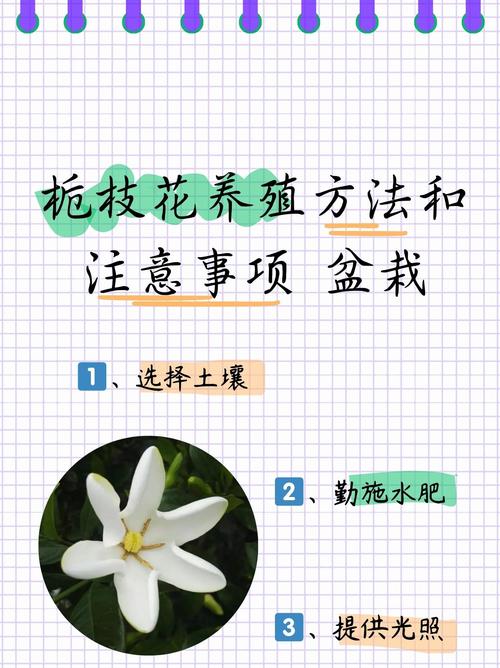 栀子花怎么养?栀子花怎么养才能开花不断?-第4张图片-优品飞百科 栀子花怎么养?栀子花怎么养才能开花不断?-第4张图片-优品飞百科