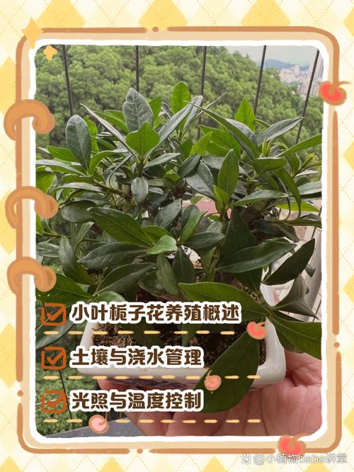 栀子花怎么养?栀子花怎么养才能开花不断?-第5张图片-优品飞百科 栀子花怎么养?栀子花怎么养才能开花不断?-第5张图片-优品飞百科