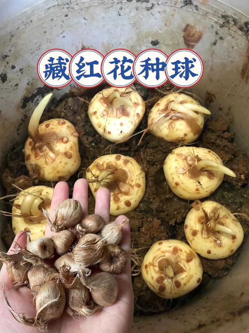 番红花种球种植方法？番红花的种球可以不挖出来吗？