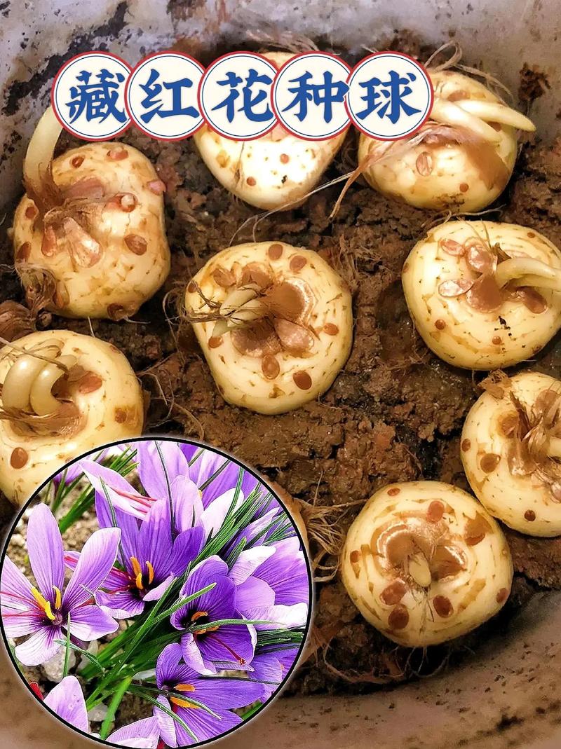番红花种球种植方法？番红花的种球可以不挖出来吗？-第3张图片-优品飞百科