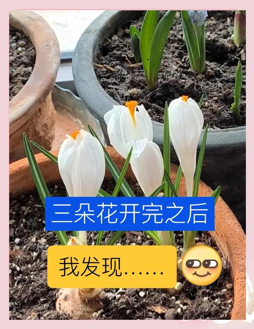 番红花种球种植方法？番红花的种球可以不挖出来吗？-第5张图片-优品飞百科