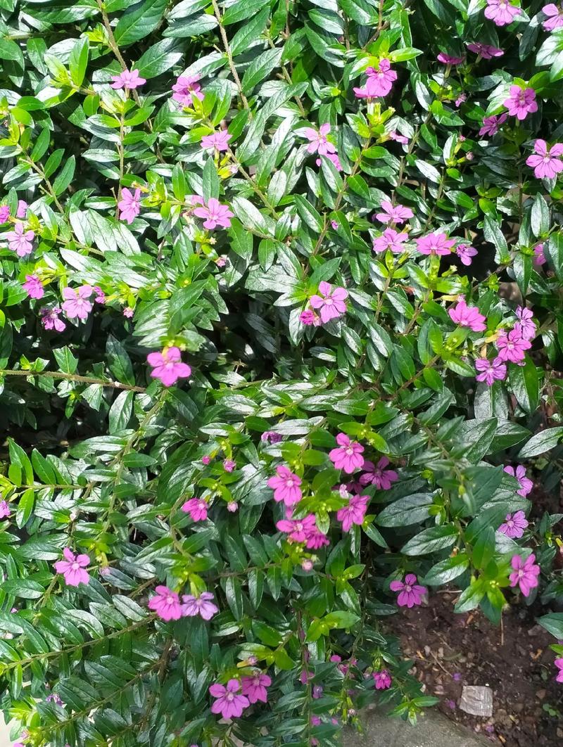 萼距花的繁殖方式，萼距花的繁殖方式和病虫害防治？