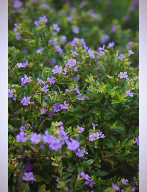 萼距花的繁殖方式，萼距花的繁殖方式和病虫害防治？-第2张图片-优品飞百科