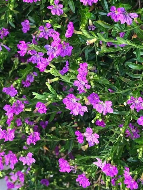 萼距花的繁殖方式，萼距花的繁殖方式和病虫害防治？-第3张图片-优品飞百科