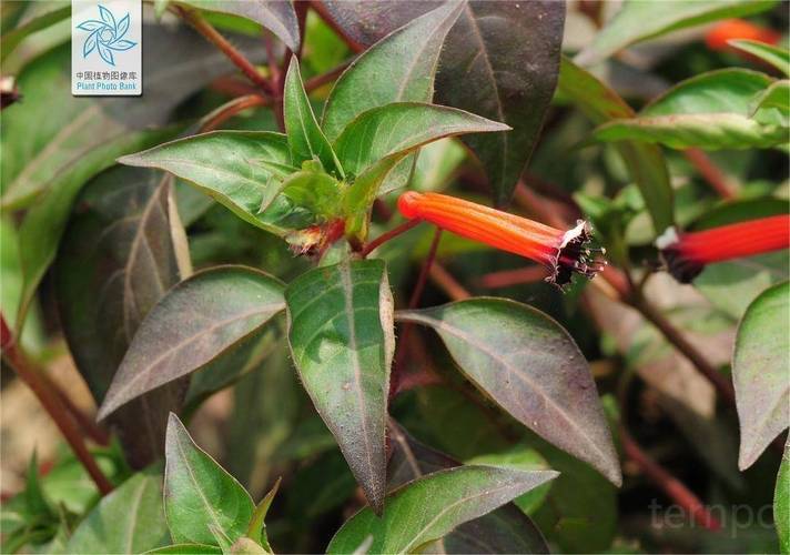 萼距花的繁殖方式，萼距花的繁殖方式和病虫害防治？-第4张图片-优品飞百科