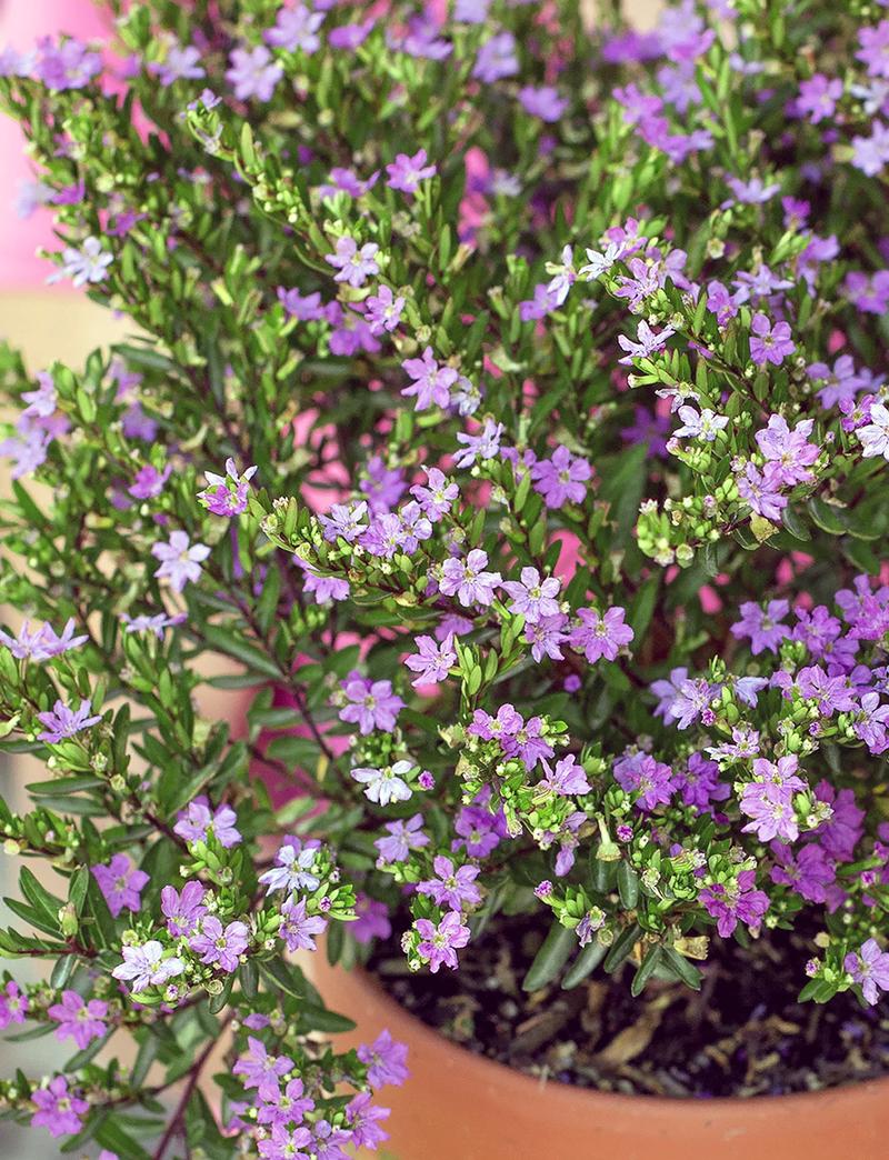 萼距花的繁殖方式，萼距花的繁殖方式和病虫害防治？-第5张图片-优品飞百科