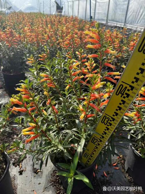 萼距花的繁殖方式，萼距花的繁殖方式和病虫害防治？-第6张图片-优品飞百科