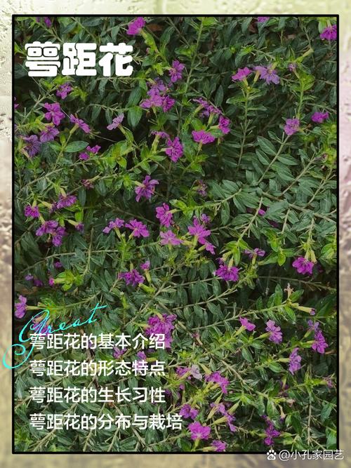 萼距花的繁殖方式，萼距花的繁殖方式和病虫害防治？-第7张图片-优品飞百科