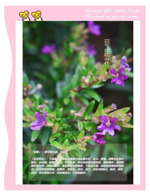 萼距花的繁殖方式，萼距花的繁殖方式和病虫害防治？-第8张图片-优品飞百科