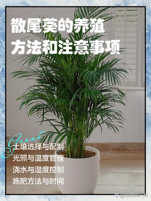 散尾葵怎么分株，散尾葵怎么分株换盆视频讲解