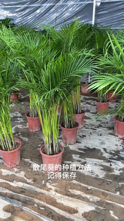 散尾葵怎么分株，散尾葵怎么分株换盆视频讲解-第2张图片-优品飞百科