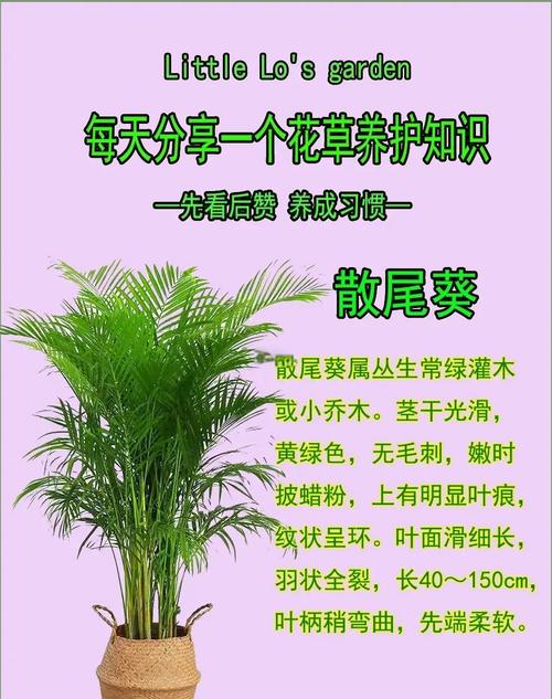 散尾葵怎么分株，散尾葵怎么分株换盆视频讲解-第3张图片-优品飞百科