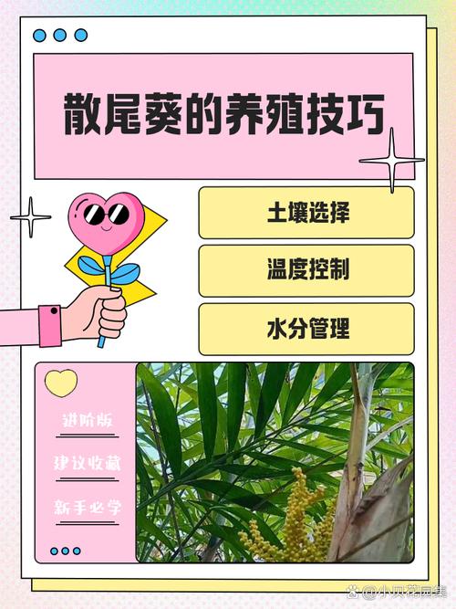 散尾葵怎么分株，散尾葵怎么分株换盆视频讲解-第4张图片-优品飞百科