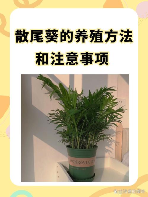 散尾葵怎么分株，散尾葵怎么分株换盆视频讲解-第5张图片-优品飞百科