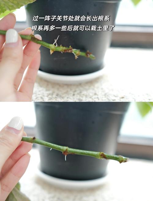 秋天给花的“根”剪两刀，大花天秋天如何剪枝