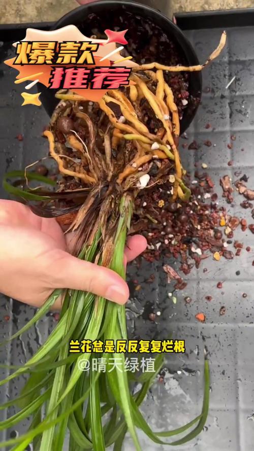 秋天给花的“根”剪两刀，大花天秋天如何剪枝-第2张图片-优品飞百科