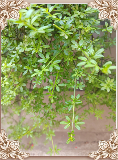 秋天给花的“根”剪两刀，大花天秋天如何剪枝-第4张图片-优品飞百科