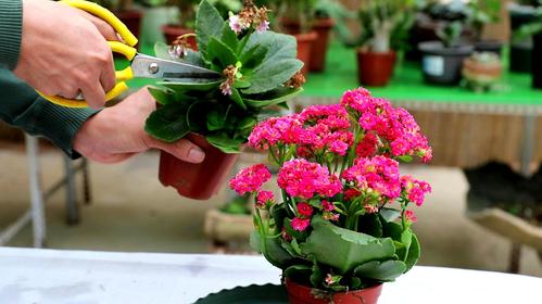 秋天给花的“根”剪两刀，大花天秋天如何剪枝-第5张图片-优品飞百科