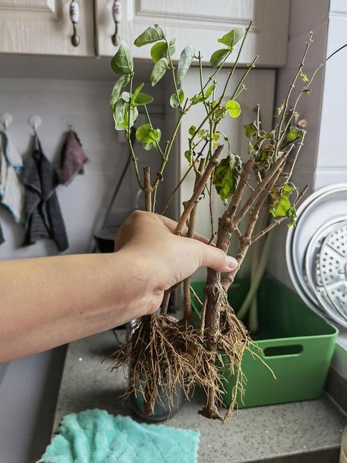 秋天给花的“根”剪两刀，大花天秋天如何剪枝-第6张图片-优品飞百科