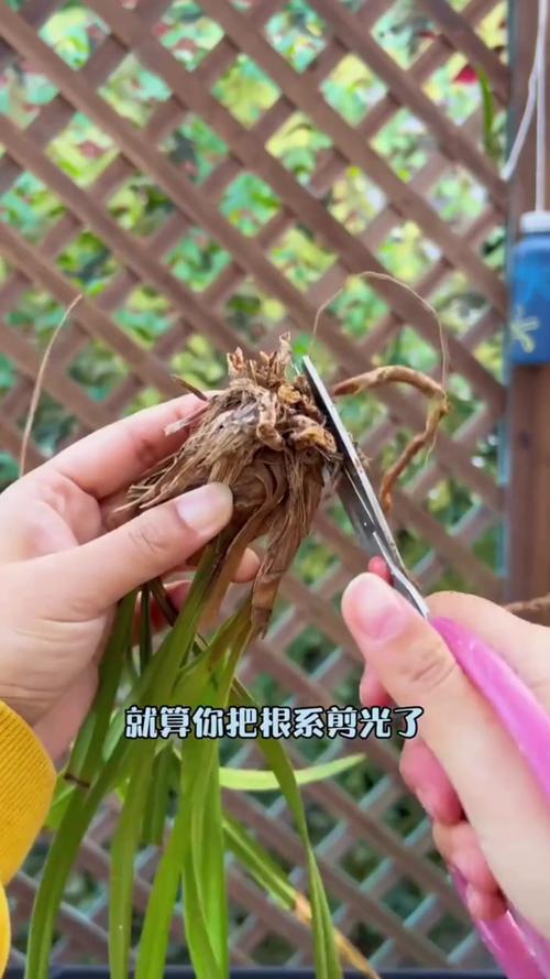 秋天给花的“根”剪两刀，大花天秋天如何剪枝-第7张图片-优品飞百科