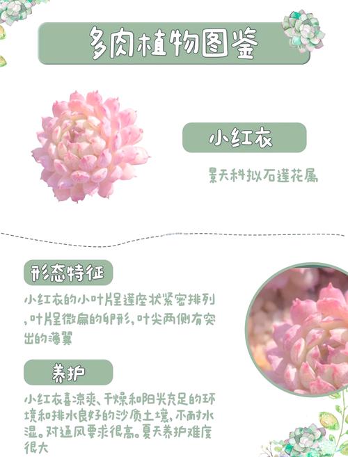 小红衣如何养，老版小红衣怎么养？