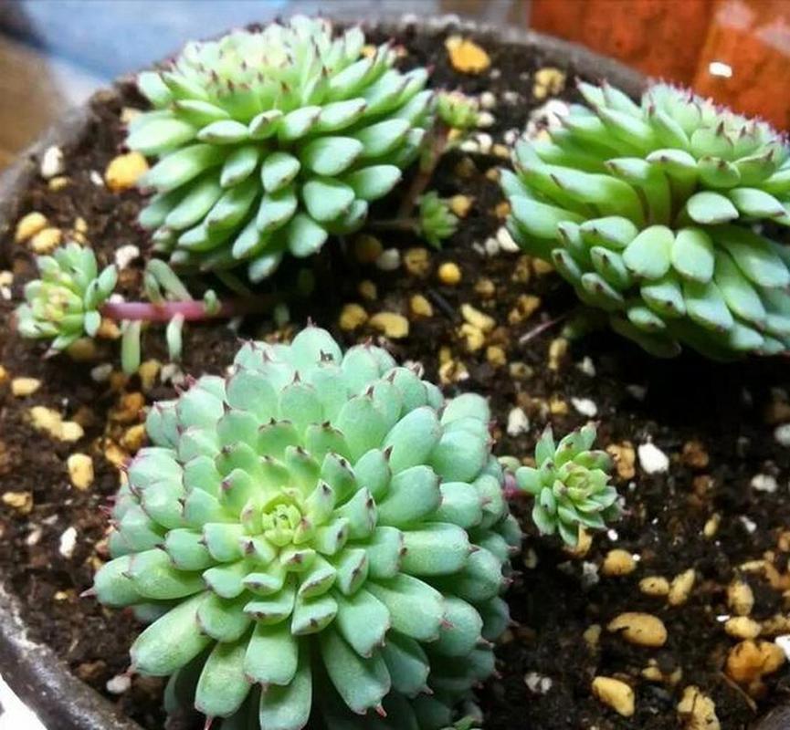 小红衣如何养,老版小红衣怎么养?-第2张图片-优品飞百科 小红衣如何养,老版小红衣怎么养?-第2张图片-优品飞百科