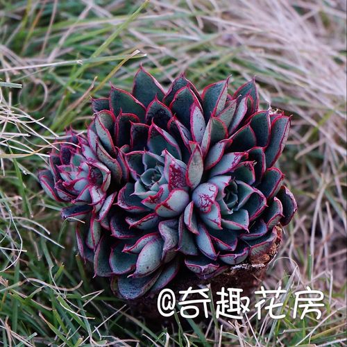 小红衣如何养,老版小红衣怎么养?-第3张图片-优品飞百科 小红衣如何养,老版小红衣怎么养?-第3张图片-优品飞百科