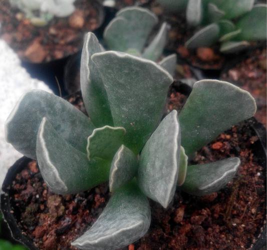 天锦章属怎么养,天锦纯k-第2张图片-优品飞百科 天锦章属怎么养,天锦纯k-第2张图片-优品飞百科